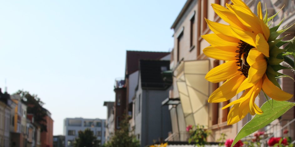 A sunflower in a front garden in a street with typical old Bremen houses in Gröpelingen.