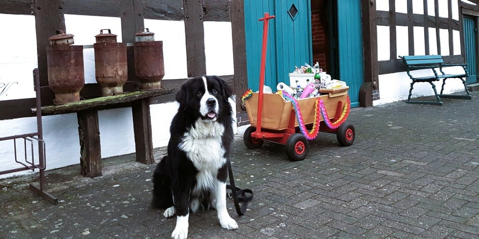 Ein großer, felliger, schwarz-weißer Hund sitzt vor einem Fachwerkhaus neben einem Bollerwagen, der für eine Kohlfahrt gefüllt ist.