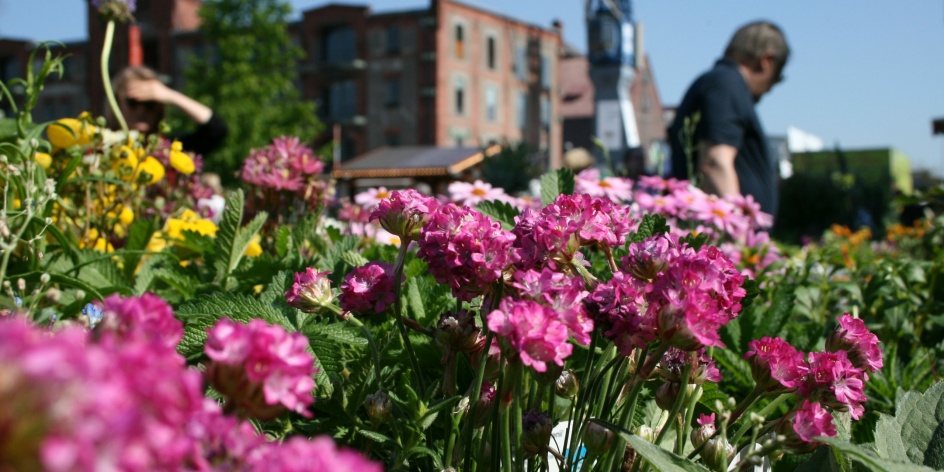 Im Vordergrund es Bildes sieht man einen Marktstand mit lila Blumen. Im Hintergrund sieht man verschwommen einen Verkäufer und ein Backsteingebäude.