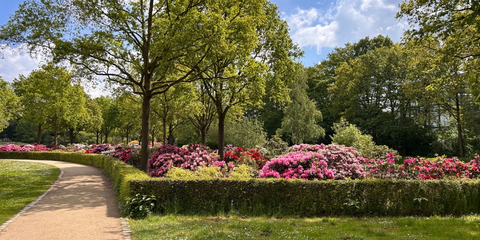 Blühende Rhododendren im Park.