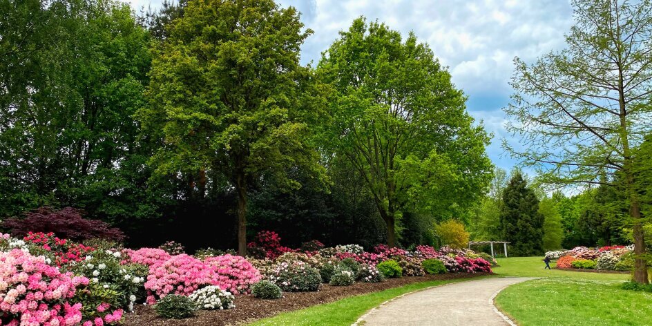 Ein Weg durch den Rhododendronpark entlang einer grünen Wiese und üppig blühender Rhododendron