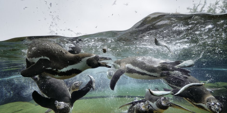 Zu sehen sind sechs Pinguine, die unter Wasser schwimmen. Am Himmel fliegen Möwen.