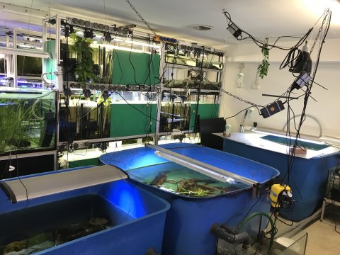 Mehrere Aquarien mit Pflanzen und Schildkröten