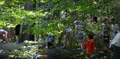 Eine Schulgruppe klettert über einen umgefallenen Baumstamm im Wald