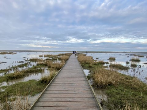 Ein Steg führt durch das Wattenmeer. Es laufen mehrere Personen darauf. An den Seiten wachsen Gräser.