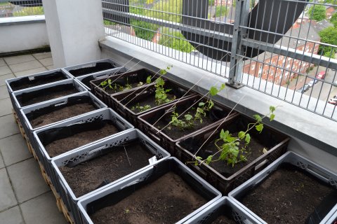 Beete in grauen Kisten, teilweise mit grünen Pflanzen bepflanzt; Quelle: bremen.online/MDR