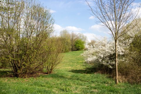 Blick auf eine Grüne Wiese mit Kirschbäumen im Frühling 