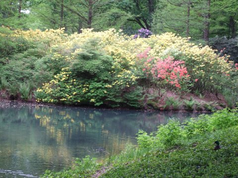 Gelbe Rhododendronbüsche am Wasser