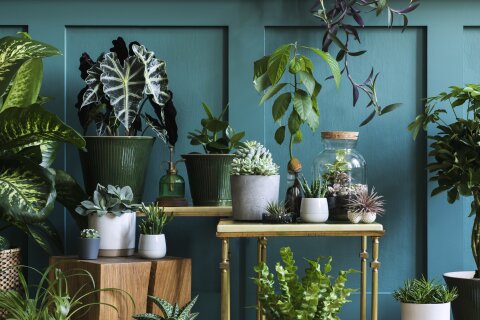 Verschiedene Pflanzen stehen in Blumenkübel und auf kleinen Tischen vor einer grünen Wand.