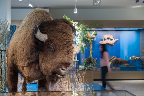 Eine Bison Figur im Übersee-Museum.