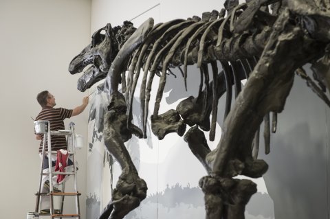 Aufbau eines Dino-Skeletts 