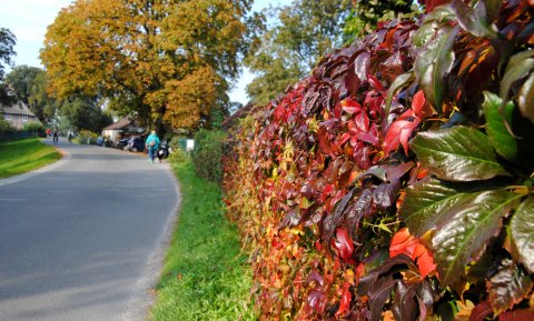 Eine vom Herbst bunt gefärbte Laubhecke