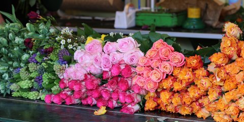 bunte Blumen auf dem Findorffmarkt