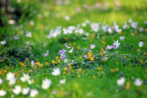 Eine saftig grüne Wiese mit Blumen
