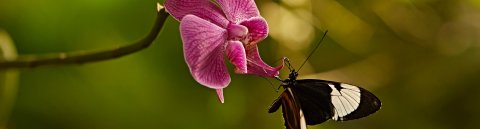 Ein Schmetterling an einer pinken Orchidee.