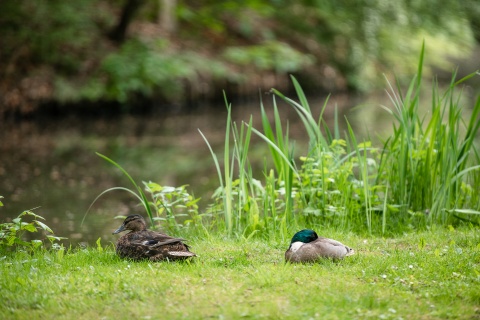 Two ducks sit on a meadow in the Bürgerpark. 