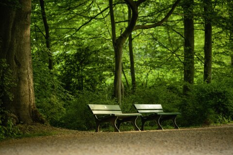 Zwei Bänke an einem Weg im Bürgerpark. 