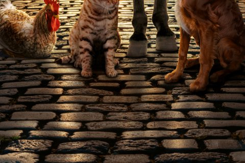 Die Hufe eines Esels, die Pfoten eines Hundes und einer Katze, sowie die Krallen eines Hahns auf typisch bremischen Pflasterstein.