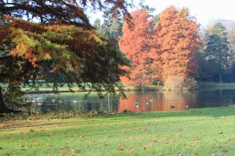 Bunt gefärbte Bäume und schwimmende Enten im Bürgerpark