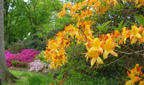 Hauptblüte im Rhododendronpark Bremen