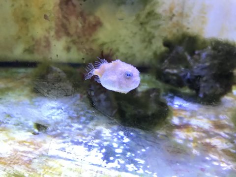 Ein hell-violetter Fisch in einem Wasserbecken