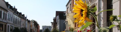 A sunflower in a front garden in a street with typical old Bremen houses in Gröpelingen.