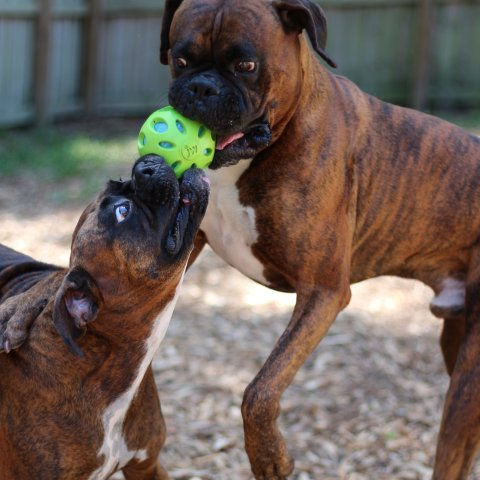 Zwei Boxer mit braunem Fell spielen miteinander.