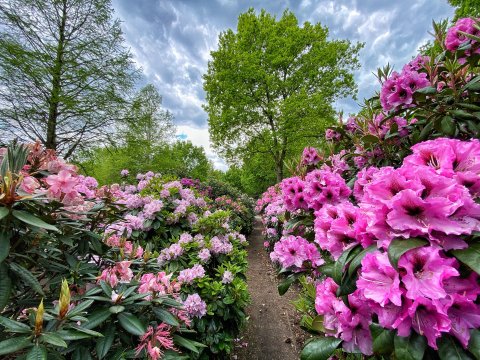 Üppig blühende Rhododendren links und rechts von einem schmalen Weg im Rhododendronpark.