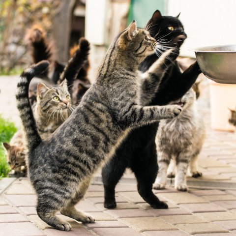 Mehreren Katzen wird Fressen hingestellt.
