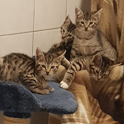 Vier kleine Kätzchen sitzen auf einem Kratzbaum.