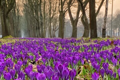 Lila Krokusse blühen in einer Allee.