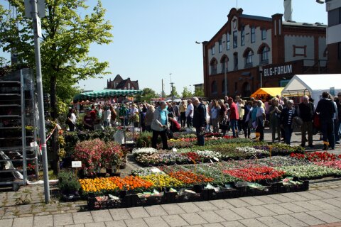Viele Menschen betrachten die verschiedenen Blumen, die auf dem Marktgelände angeboten werden.