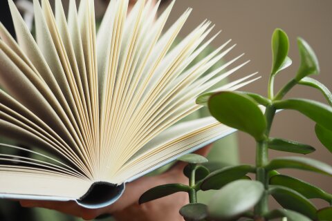 Ein aufgeschlagenes Buch, daneben eine Pflanze.