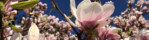 Magnolienblühten vor blauem Himmel