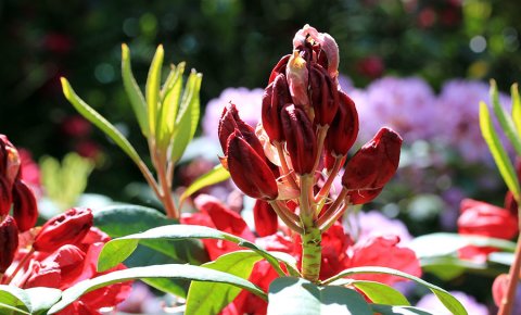 Blüte eines Rhododendron