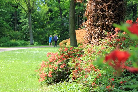 blühender Rhododendronpark Bremen