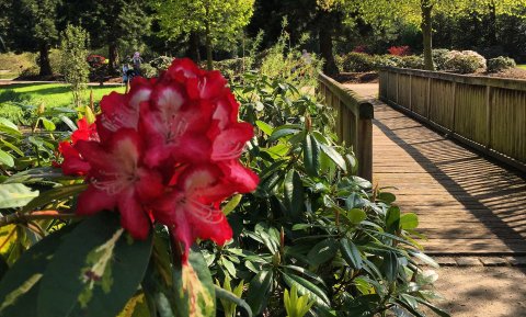 Im Vordergrund die Blüte eines Rhododendrons, im Hintergrund der Rhododendronpark.
