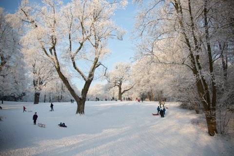 Schlitten fahrende Kinder und Erwachsene zwischen großen Bäumen im verschneiten Knoops Park