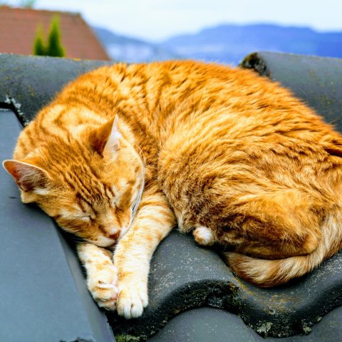 Katze schläft in der Sonne auf einem Dach