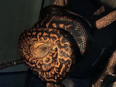 Eine hellbraun-schwarze Schlange, die zusammengerollt auf Ästen liegt