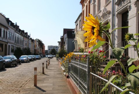 Eine Sonnenblume vor einem Haus in der Ritterhuder Straße in Gröpelingen (Quelle: WFB/bremen.online).