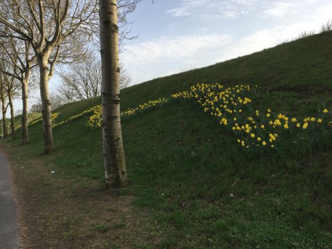 Rechts im Bild ist ein grüner Deich zu sehen, auf dem gelbe Osterglocken blühen. Sie wurden in Form einer Welle eingepflanzt. Vor dem Deich stehen Bäume. Links im Bild ist noch ein Stück Weg zu sehen. 