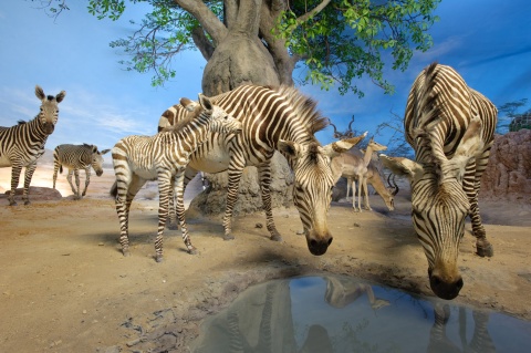 Zebra Figuren im Übersee Museum in der Savanne.