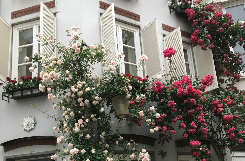 Ein mit Rosen bepflanztes Haus im Schnoorviertel