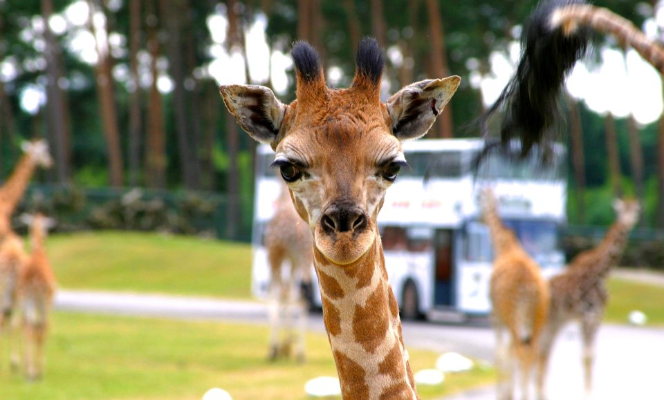 Nahaufnahme einer Giraffe im Serengeti-Park