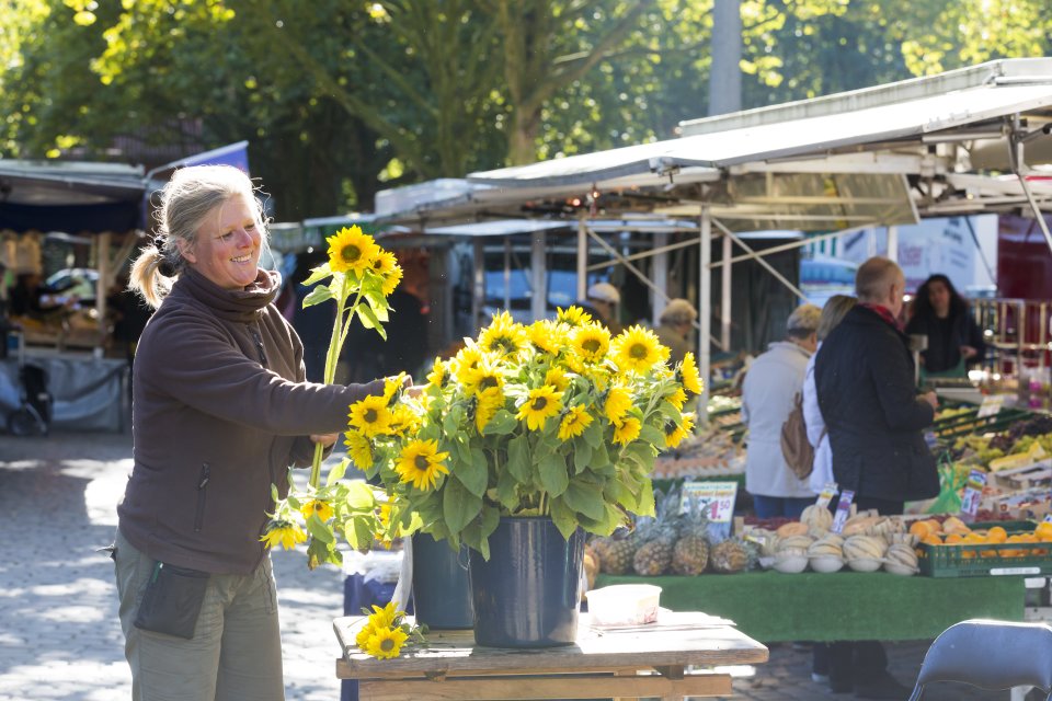 Sonnenblumen auf dem Findorffmarkt