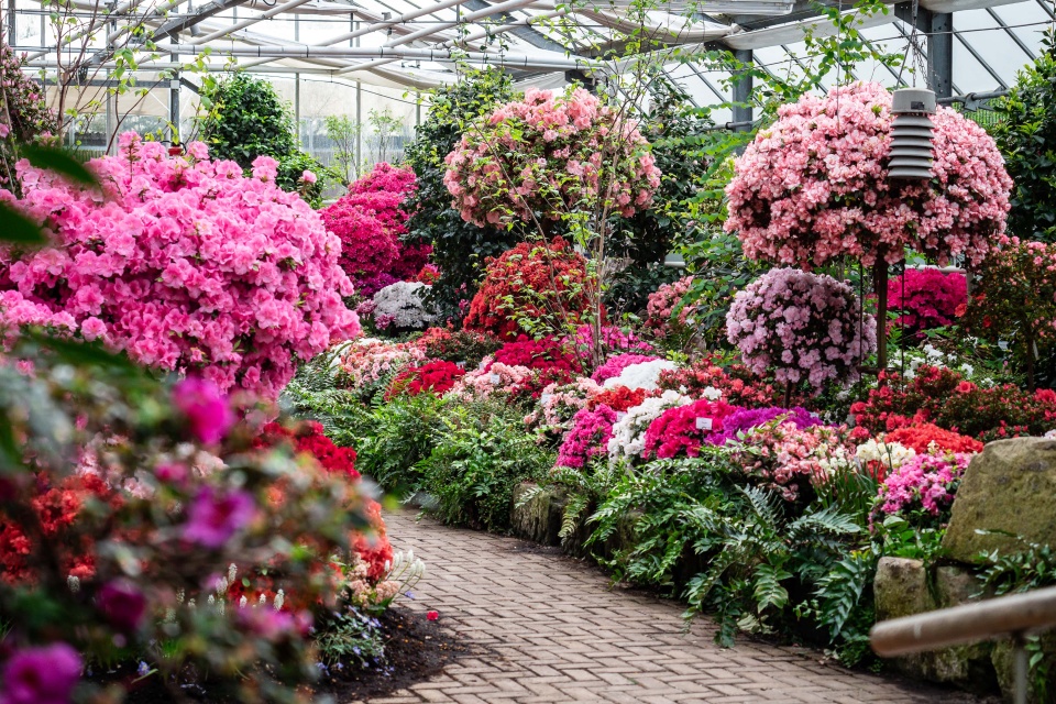 Bunte Azaleen in der botanika Bremen