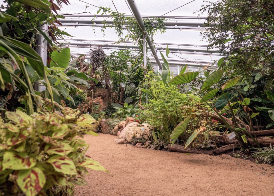 Im Tropenhaus in der botanika sind viele große Pflanzen aus Asien. 