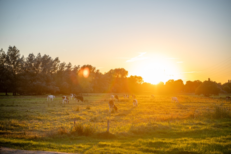 Kühe grasen bei Sonnenuntergang auf einer Wiese in den Wümmewiesen bei Bremen-Borgfeld, während warmes Abendlicht die Landschaft in goldene Farben taucht.