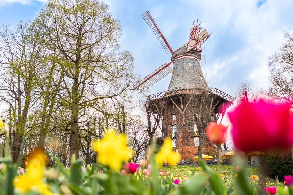 There are tulips in the foreground and in the background you can see a windmill.